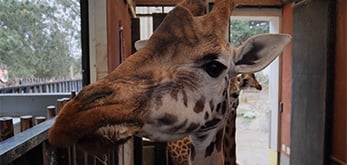 wellington-zoo-giraffe-clients