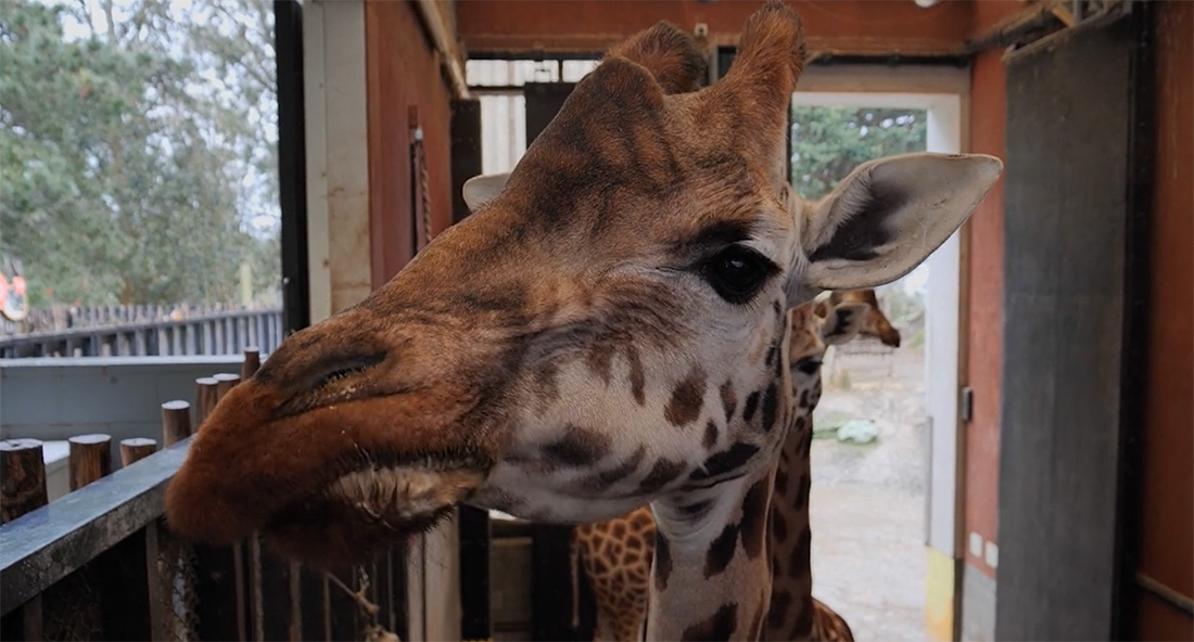 wellington-zoo-giraffe
